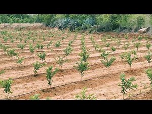 Taiwan Guava Farming
