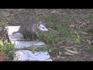 Possums mating in South Florida back yard