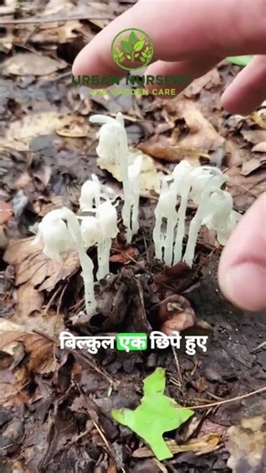 This plant isn’t green… yet it’s alive 😱 | Ghost Plant India | Rare Plant Facts