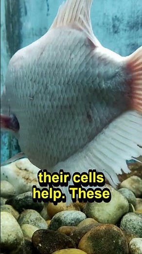 Deep-Sea Pressure: How They Survive