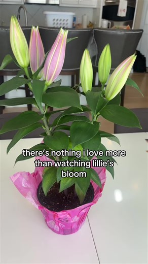 The Beauty of Lilies in Bloom