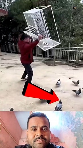 5.6K views · 11 reactions | Unique bird cage 礪勞 | Gaurav Nirmal | Facebook