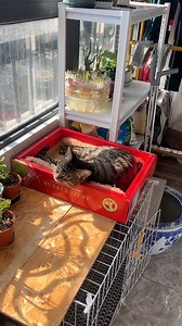 576K views · 11K reactions | DIY Cat Window Bed. #chats #Katzen #gatti #gatos #katten #γάτες #koty #cats #catlovers #pet #kitty | Glampawstorecom | Facebook