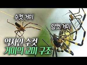 암컷 눈치 보면서 교미하는 수컷 거미.. 수컷이 약자인 거미의 교미! [환경스페셜 수컷, 그.비겁한 사랑] / KBS 20090211 방송