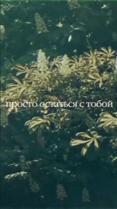 КИНО - Группа крови #music #lyrics #кино #цой #группакрови #russia #usethisaudio