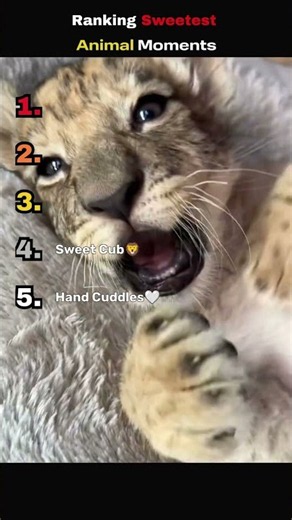Ranking the sweetest animal moments ever! 🐾 #animals #sweet #trending
