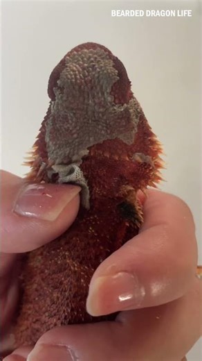 Graceful Bearded Dragon Dry Shedding Experience 4 #lizard #beardeddragon #asmr #iguana