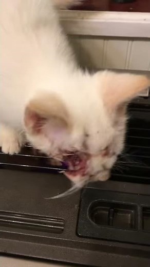 Gruesome kitten face crushed by tomcat