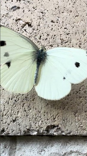 Een klein koolwitje #vlinder #butterfly