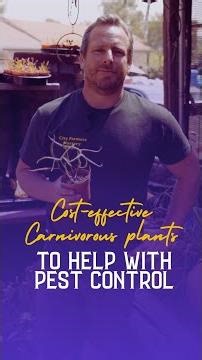 Fungus gnats and flies driving you crazy indoors? There's a plant for that. 🪲