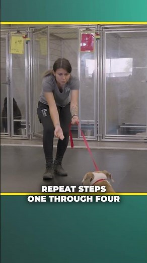 Teaching Your Dog the Come Command: A Step-by-Step Guide for Pet Parents | Part 1