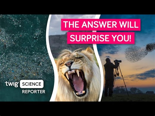Twig Science: What Do Animals Find Scarier - People or Lions