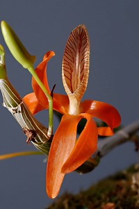 Dendrobium unicum - Alchetron, The Free Social Encyclopedia