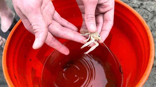 This hidden tunnel held a one in a million albino crawfish