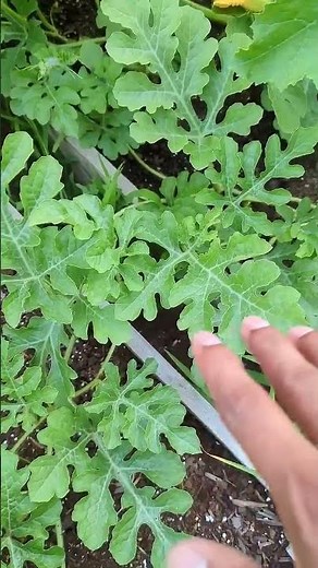 Simple quick tips for growing Watermelon | For Beginners | #watermelon #gardening #garden