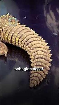 Turtles Without Shells? #AlamSeminit