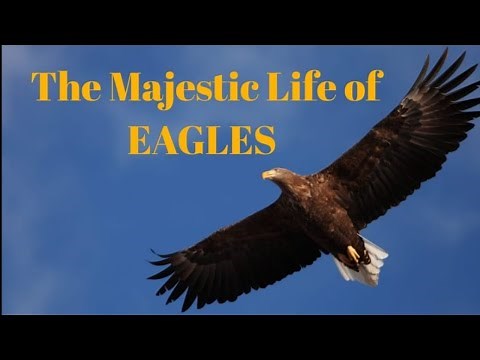 The Majestic Life of Eagles: Habits, Hunting, and Migration