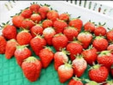 THE MAKING （１６７）いちごジャムができるまで