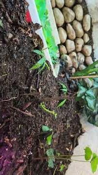 Semi-invernadero #greenhouse