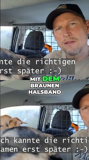 Drei süße Schäferhund-Welpen suchen ein Zuhause!