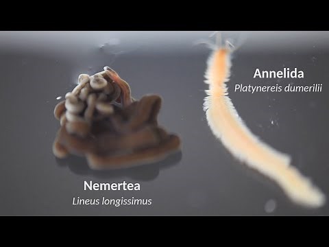 The bootlace worm feeding on dead annelids
