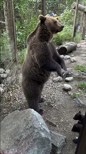 Mother Bear Stands Tall to Watch Her Cubs! 🐻 Adorable Animal Family Encounter