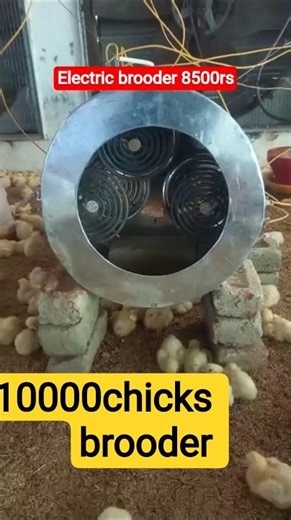 How to make Electric brooder in Poultry Farm ?#Bathi#Low Cost Brooder #poultry farming room heater