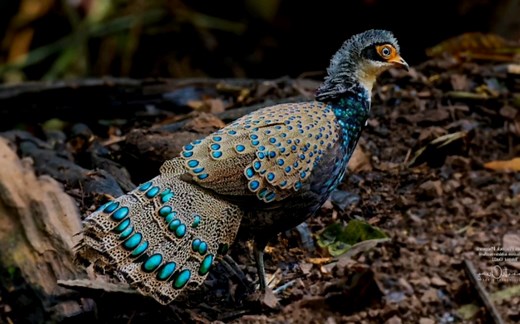 加里曼丹孔雀雉