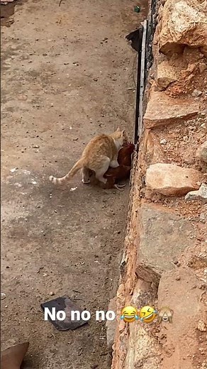 Funny cat mating with chicken!