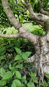 11K views · 39 reactions | Got another ingredient  #bonsaitree | Imelda Bonsai | Facebook