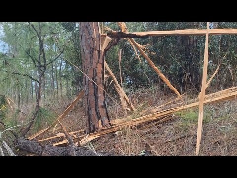 A Pine Tree Exploded in the Woods… Splinters Were Stuck in the Ground