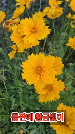 들판에핀 황금꽃 / Golden flowers blooming in the field
