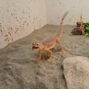 #ReptileHunter Phrynocephalus mystaceus galli 😍 📸:Phrynocephalus Italia Follow us also on Instagram 🔥👇 www.instagram.com/reptilehunter 🐢🐍🦎 | Reptile Hunter