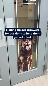 Every hero needs a sidekick—and yours is waiting at the APA. 🐾🦸 It’s the LAST day of our Superhero adoption promo! All dogs 5 months and older, 40 lbs and up, are 50% off today! Come find your perfect sidekick. We close at 7 PM. #FindYourSidekick #AdoptMe #SuperheroPets #AdoptDontShop #STLPets #DogsOfSTL #Superman | Animal Protective Association of Missouri (APA)