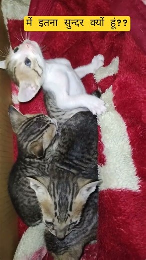 में इतना सुन्दर क्यों हूं 😍😻 #funny #pets #comedy #kitten #shorts