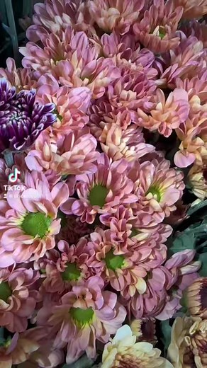 Fresh single stem flowers available at The Patio Florist! We also make custom arrangements for any occasion to suit your budget. Call 671-7777 or 665-7777 and ask to speak to our florist to place an order! | The Price Club Supermarket