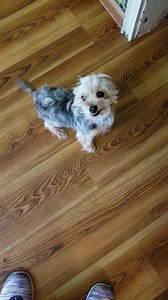 First day of freedom for Mimi and she is quite the character! She does steps, potties outside, and loves to be with you especially snuggling in bed. This 6 pound beauty is just a great little girl! | Pawsitively Pom Rescue