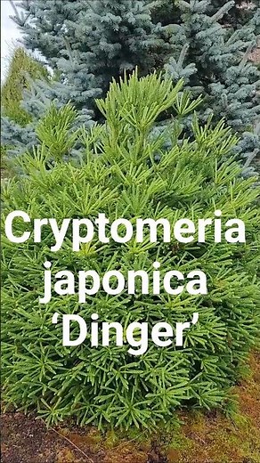 Cryptomeria japonica ‘Dinger’ #gardening #cryptomeria #conifers #landscaping #gardendesign