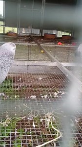 Ellie and Evie | Six Grey Parrots