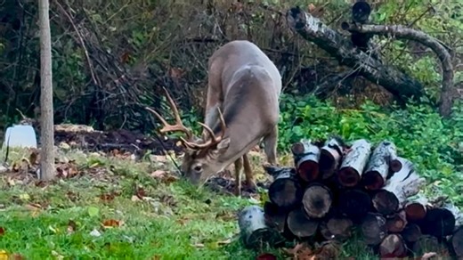 Big back yard visitor!! Did get a couple of good pics! | Jamie Gagliardi Photography
