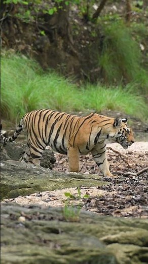 🐅🔥 Tiger Walk – Tadoba’s Silent King in Motion 🌿👑