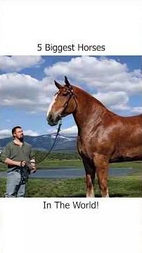 5 Biggest Horses In The World!