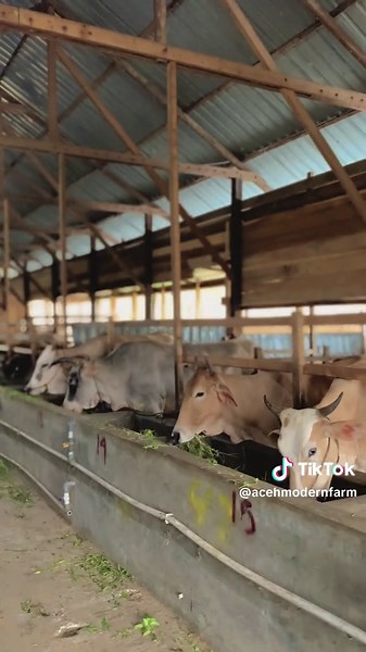 🔥🔥#perternakansapiindonesia #kulisapi #bosmuda😎 #sapi #sapiqurban #fyp #sapijumbo #sapiaceh