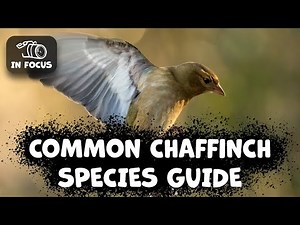 COMMON CHAFFINCH What Should You Know?