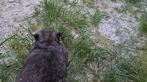 Who's excited for World Wombat Day tomorrow? 🐾 | Wombat Awareness Organisation