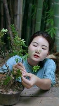 Azalea Bonsai Styling for Beginners | Step-by-Step Tutorial #shorts #woodworking