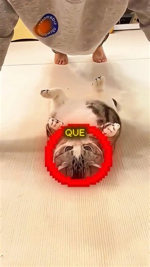 The SECRET behind 5 signs your CAT makes! 🐱🤫