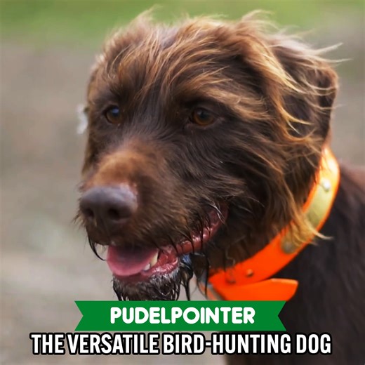 9.7K views · 164 reactions | The Pudel Pointer Is An Excellent Bird Dog | Dogumentary TV | Facebook