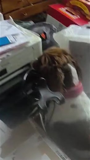 Police Dog Discovers Hidden Drugs in Printer