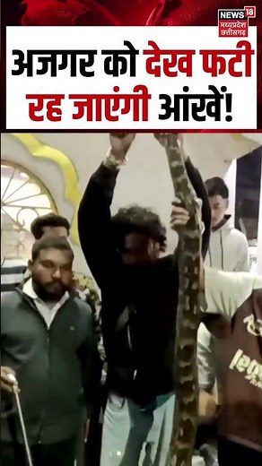 Python Viral Video: अजगर को देख फटी रह जाएंगी आंखें! | N18S | #shorts